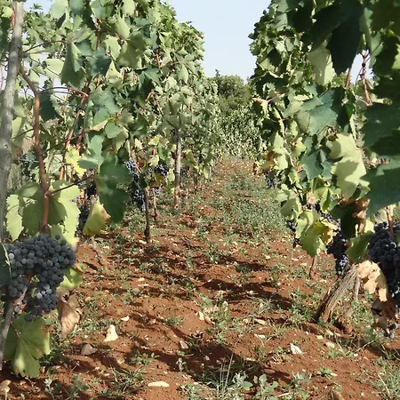 Brkic, Krka Np With Pool Lägenhet *