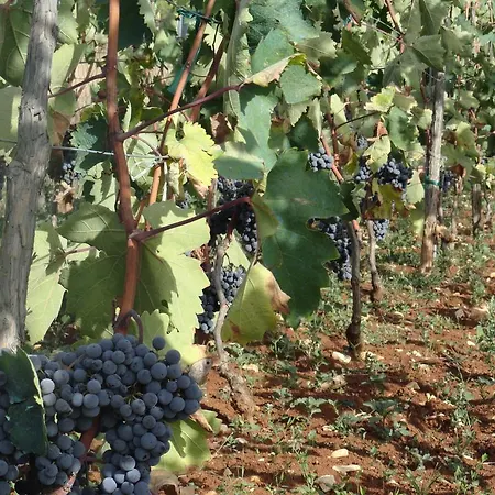 Brkic, Krka Np With Pool Lägenhet