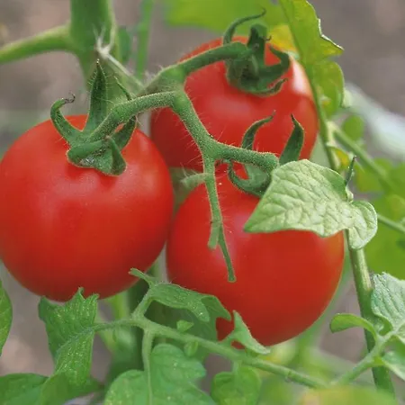 Brkic, Krka Np With Pool *