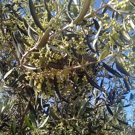 Brkic, Krka Np With Pool Lägenhet *