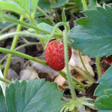 Brkic, Krka Np With Pool Lägenhet *