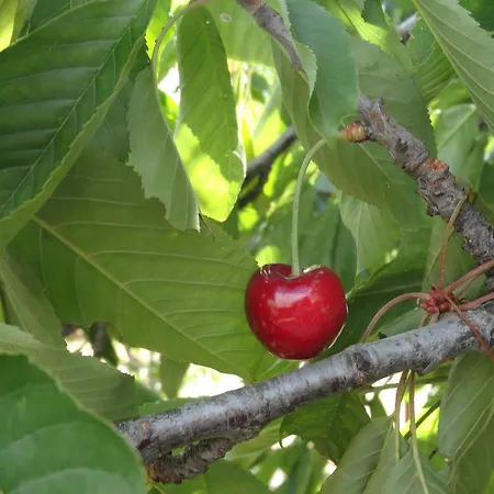 Lägenhet Brkic, Krka Np With Pool *