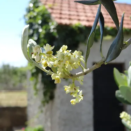 Brkic, Krka Np With Pool Lägenhet Lozovac