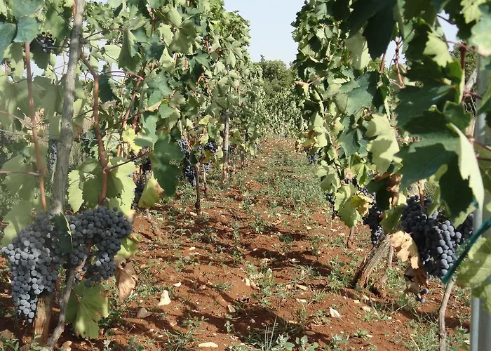 Brkic, Krka Np With Pool Apartment *