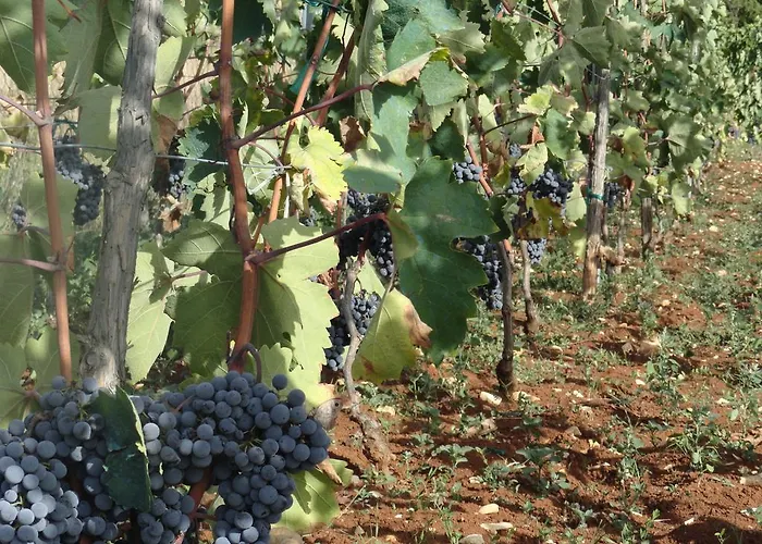 Brkic, Krka Np With Pool Apartment