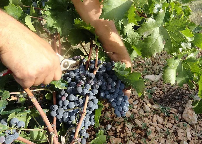 Apartment Brkic, Krka Np With Pool *