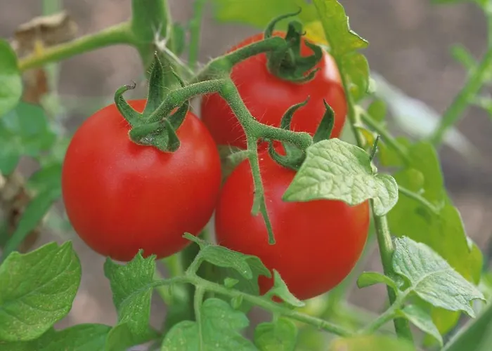 Brkic, Krka Np With Pool *