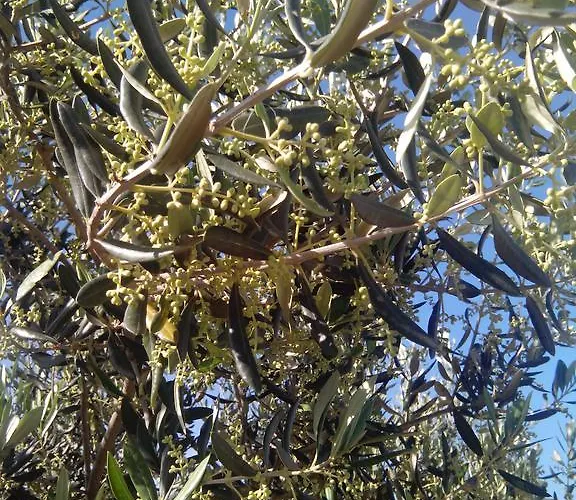 Brkic, Krka Np With Pool Appartement *