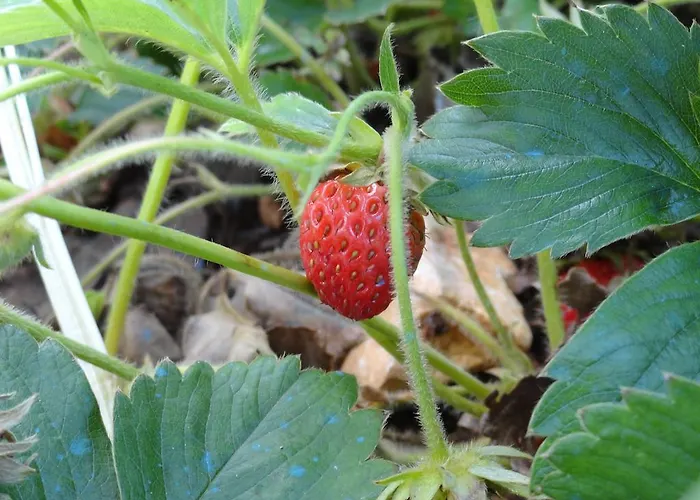 Brkic, Krka Np With Pool Appartement *