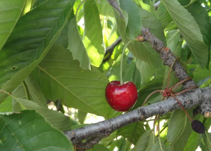 Apartment Brkic, Krka Np With Pool *