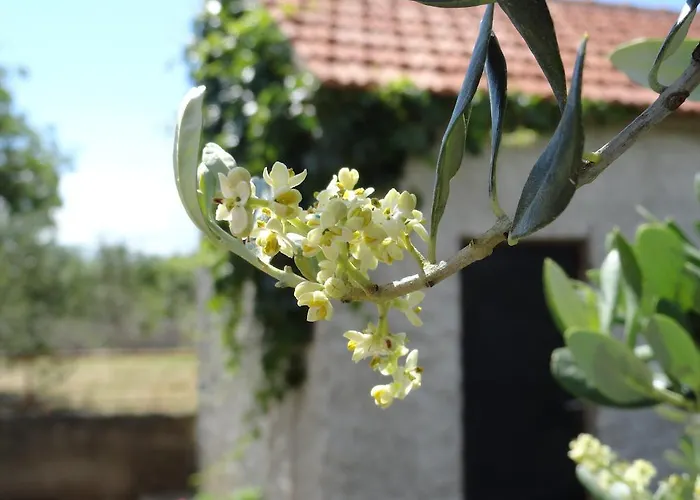 Brkic, Krka Np With Pool Apartment Lozovac